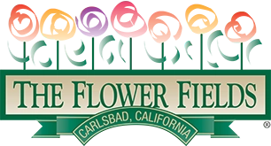 Carlsbad Flower Fields